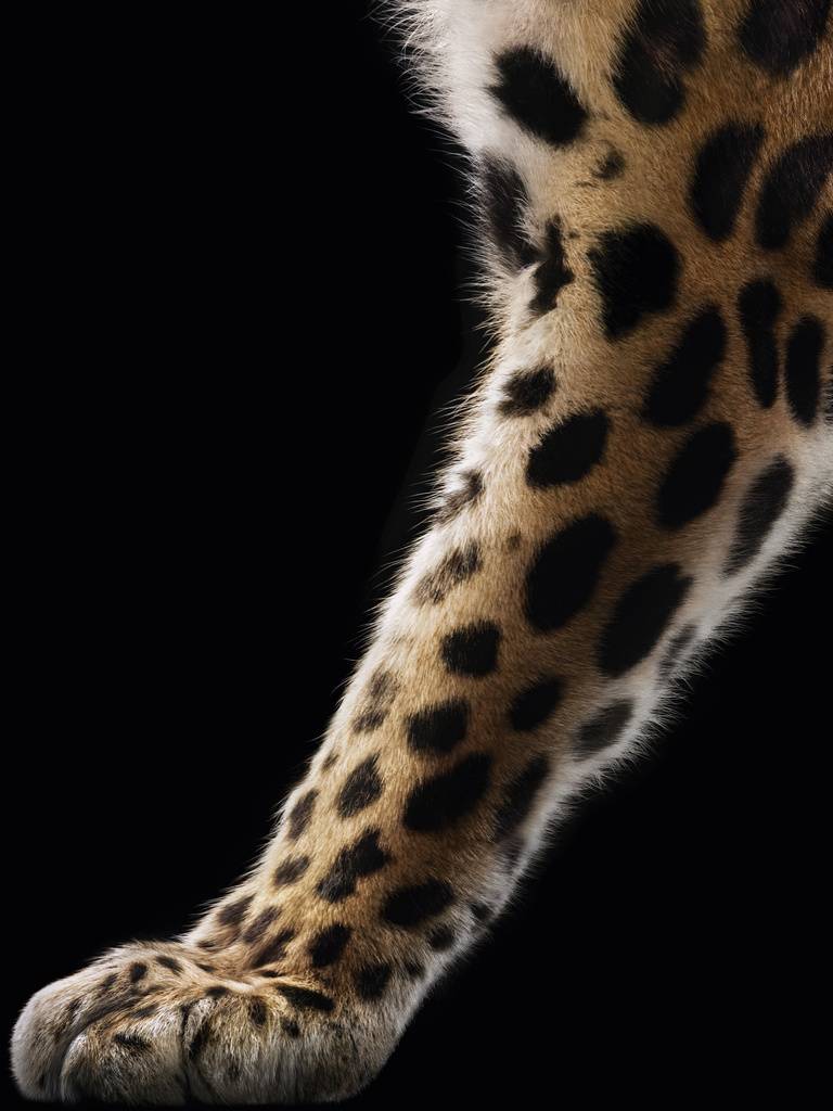 Valerie De Meerleer -  16_07_CARTIER_SHOT_07_069_N_450_RGB copie.jpg