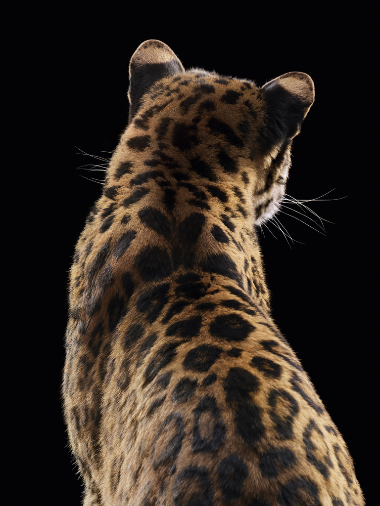 Valerie De Meerleer -  2025_04_CARTIER_04_FLASH_Brand_Statement_069_F_450_RGB copie.jpg