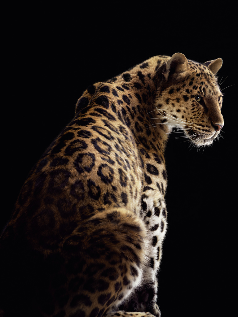 Valerie De Meerleer -  CARTIER  solve sundsbo