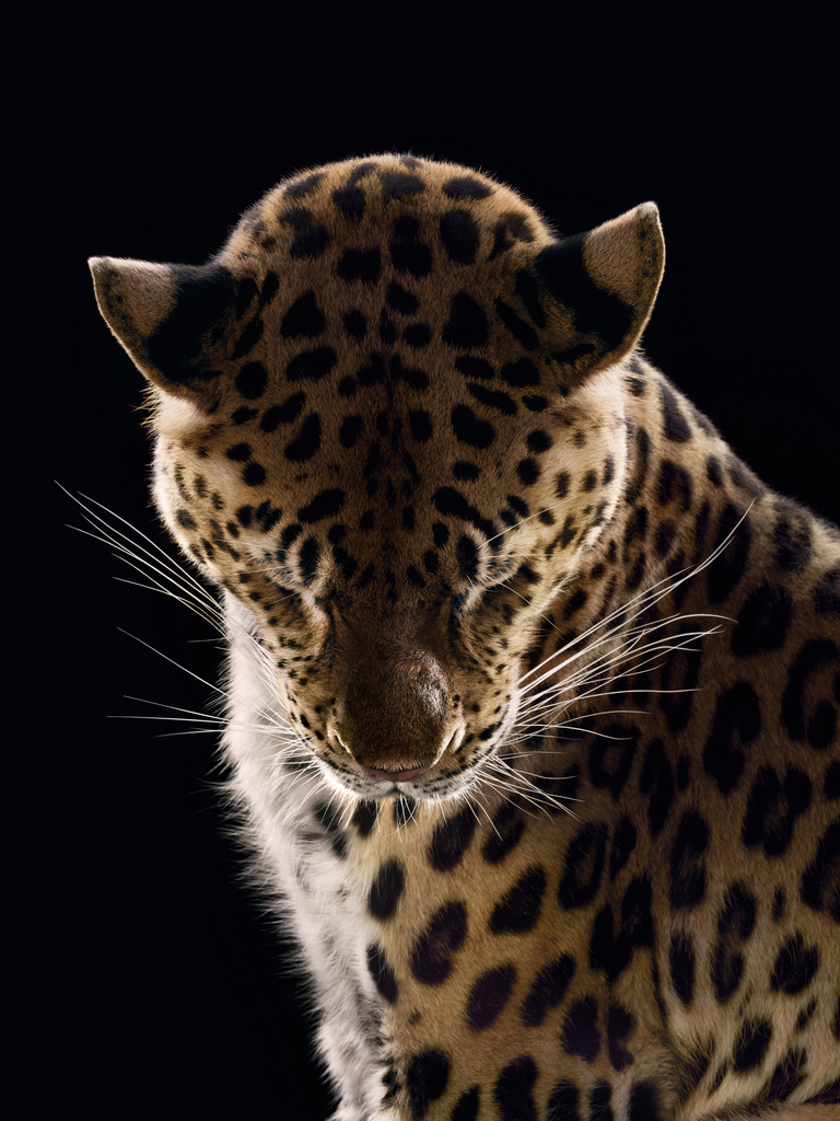 Valerie De Meerleer -  16_07_CARTIER_SHOT_01_239_J2_450_RGB copie.jpg